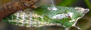 Pupae